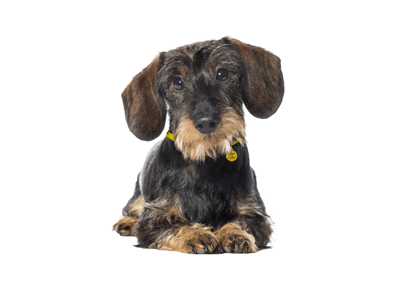 Wire Haired Dachshund Rescue Uk