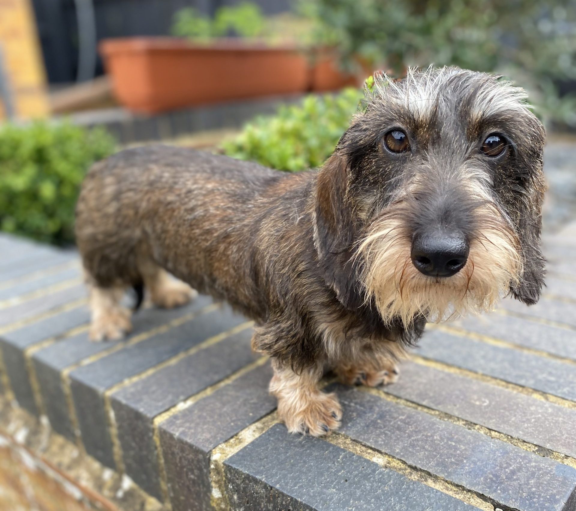 Wire Haired Dachshund For Sale Scotland