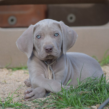 Blue Weimaraner Puppies For Sale In Texas