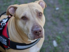 Can A Pitbull Be A Service Dog In Ontario