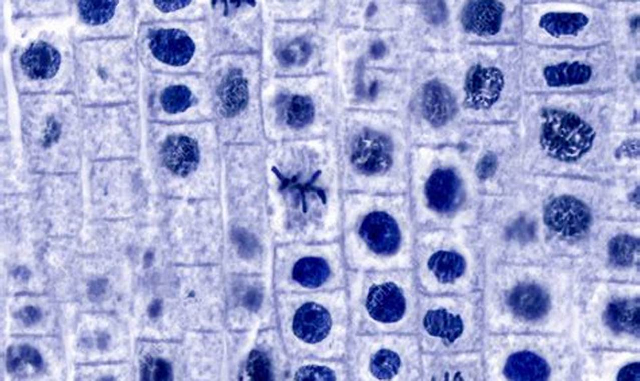 mitosis in onion root tips