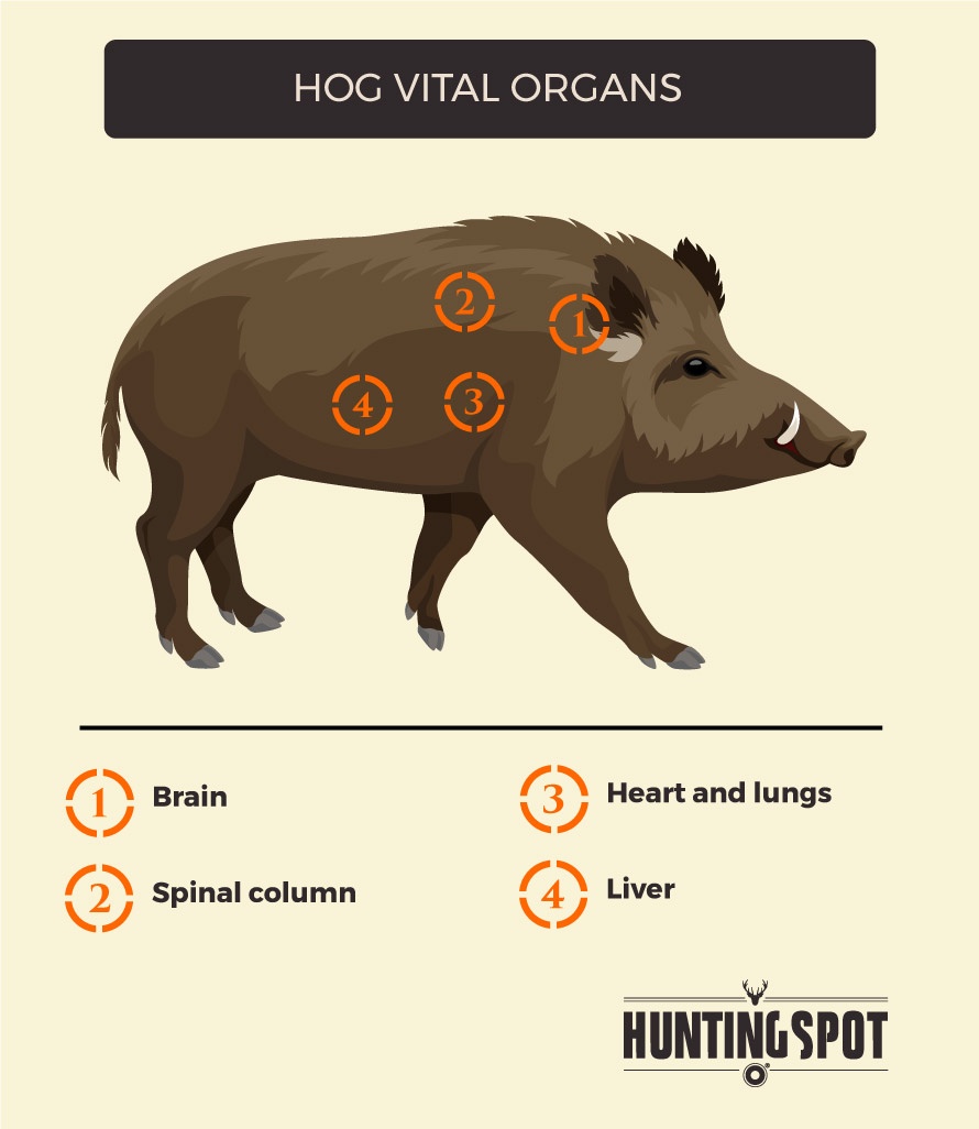 Where To Shoot A Hog With A 308