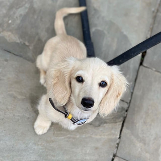 Blonde Long Haired Dachshund For Sale Uk