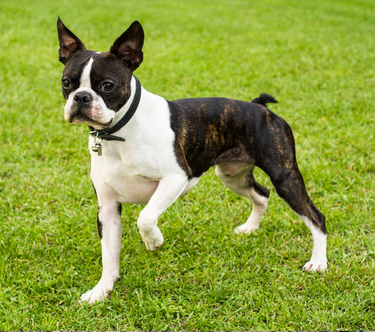 Boston Terrier Puppies Cleveland Ohio