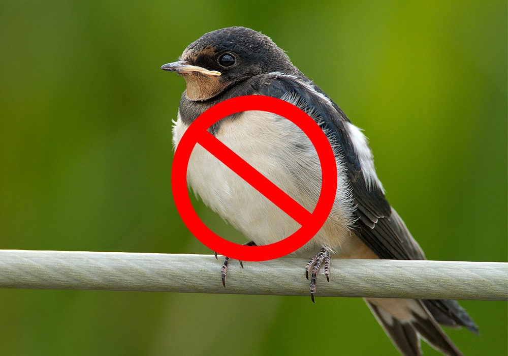 How Do I Get Rid Of Barn Swallows