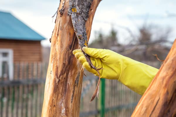 How To Tell If A Tree Is Dead Uk