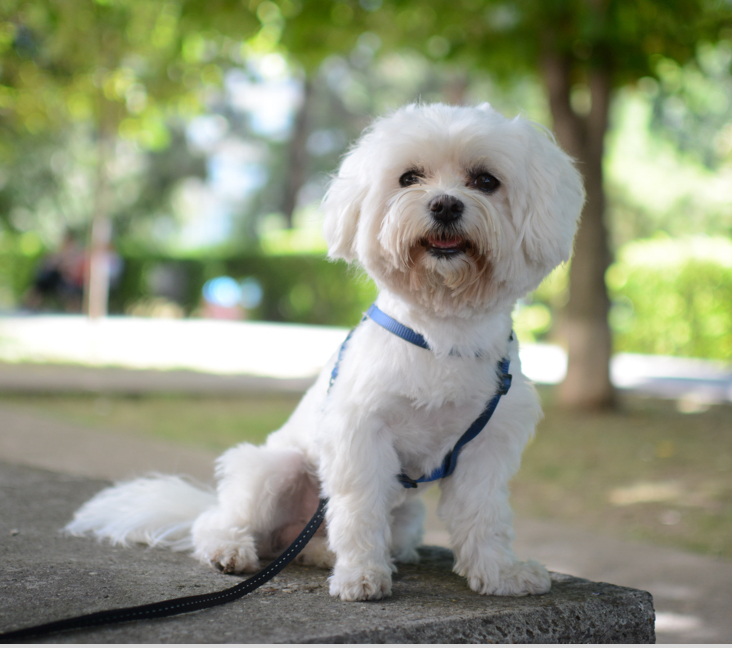 Maltese Dogs For Sale In Florida