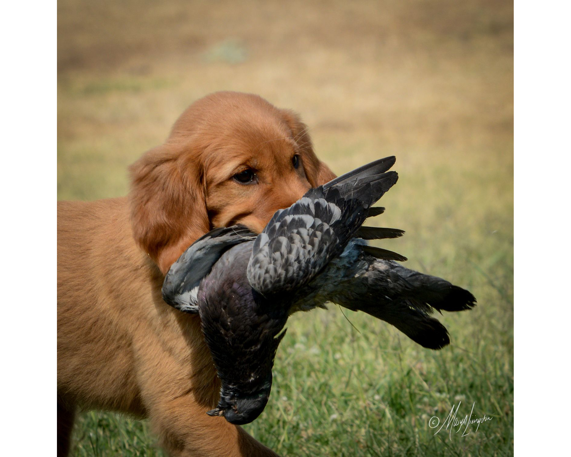 Red Golden Retriever Puppies For Sale California