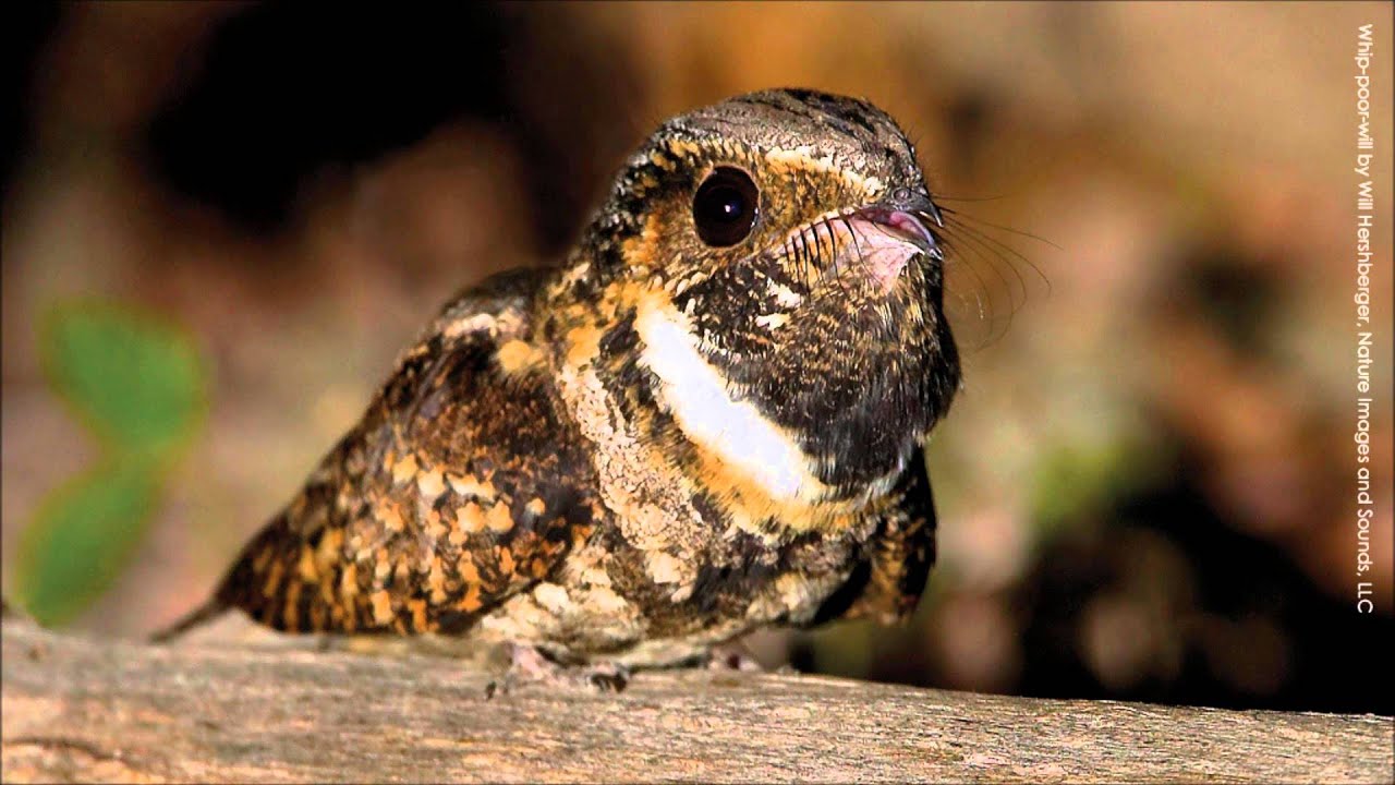 What Noise Does A Whippoorwill Make