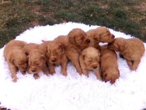 Red Golden Retriever Puppies Maryland